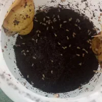 بچه حلزون البینو