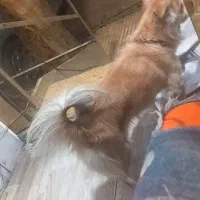 یک قلاده سگ پامر اشپیدز|سگ|تهران, جوادیه تهرانپارس|دیوار