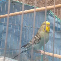 مرغ عشق ماده انگلیسی بالغ گلد فیس نژاد دار