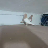 چهار جفت کفتر|پرنده|شیراز, بازار|دیوار