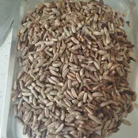 دو کیلو هسته خرما|خوردنی و آشامیدنی|تهران, امانیه|دیوار