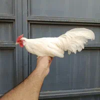 مرغ عشق نر کلکسیونی
