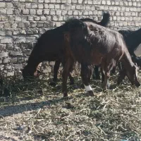 بزوبزغاله فروشی۶۵۰۰|حیوانات مزرعه|کوهسرخ, |دیوار