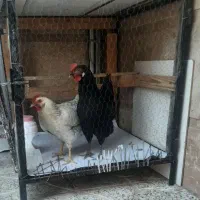 ۲عدد مرغ تخم‌گذار رسمی سالم