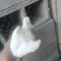 طوقی|پرنده|دهدشت, |دیوار