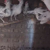 تخم مرغ وجوجه مرغ|حیوانات مزرعه|قم, بیانی|دیوار