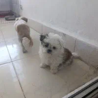 توله شیتزو اصل