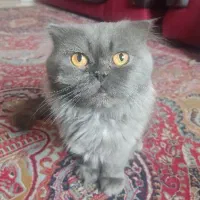 گربه اسکاتیش فولد