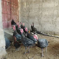 مرغ|حیوانات مزرعه|زهک, |دیوار