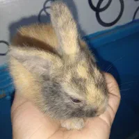 سلام ۵ عدد خرگوش باهوش صحیح و سالم به فروش می‌رسد|موش و خرگوش|آبادان, |دیوار