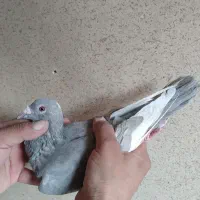 کبوتر قره الماسی نایاب.پرستویی پاکستانی