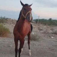 کره اسب نریان