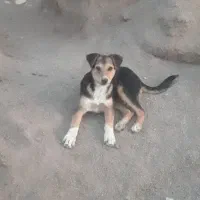 واگذاری سگ دو رگه ژرمن