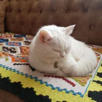 گربه سفید بریتیش