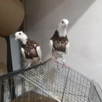 جوجه طوقی سرخ