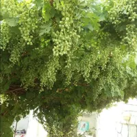 خونه باغ|فروش خانه و ویلا|تهران, شهرک کیانشهر|دیوار