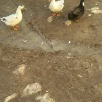سه عدد اردک