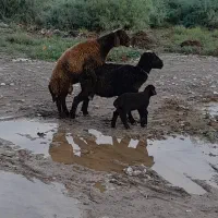 یک راس بره داره جوان