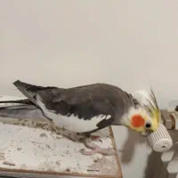 عروس هلندی|پرنده|تهران, قیطریه|دیوار