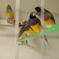 جوجه گلدین سهره قناری کوتوله عروس هلندی طوطی|پرنده|اصفهان, رحیمآباد|دیوار
