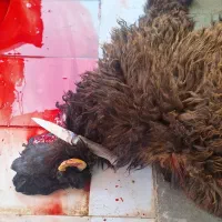 گوسفند زنده کره ،بره