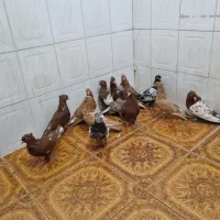 کبوتر|پرنده|دزفول, |دیوار