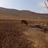 الاغ|حیوانات مزرعه|بیجار, |دیوار