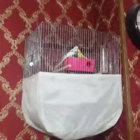 مرغ عشق|پرنده|کرج, کیانمهر|دیوار