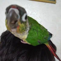 گرینچیک ماده تضمینی