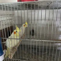 عروس هلندی