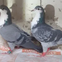 کرباتی،دمسفید|پرنده|مشهد, شهید بصیر|دیوار