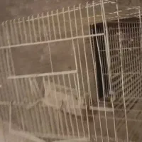 قفس پرنده