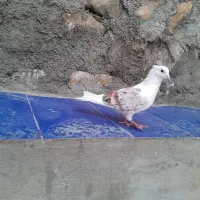 خوشونه|پرنده|چگنی, |دیوار