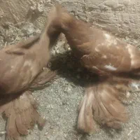 جفت کبوتر پاپر کاکلی خیلی قشنگ سر حال|پرنده|پیرانشهر, |دیوار