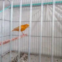 قناری لاکی پرتقالی