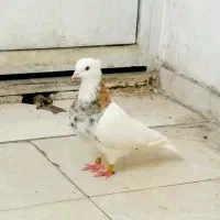کبوتر طوقی ساده عتیقه