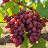 مقاوم به سرما و یخ‌زدگی|خدمات باغبانی و درختکاری|تبریز, |دیوار