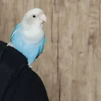 طوطی کوتوله برزیلی