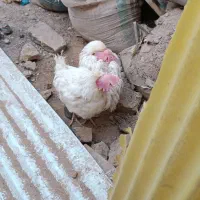 دو عدد مرغ سفید|حیوانات مزرعه|قم, چهار مردان|دیوار