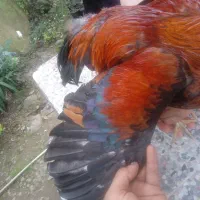 خروس|حیوانات مزرعه|کلاچای, |دیوار