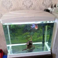 آکواریوم ماهیران. آکوا. دلسا و فلاور