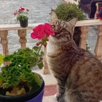 گربه گم شده، مژدگانی ده میلیون