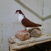 کبوتر جوجه ساده سرخ کاکلی