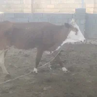گاو گوساله