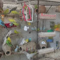 مرغ عشق|پرنده|بندر گز, |دیوار