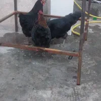 ۳ تا مرغ رسمی تخم گذار