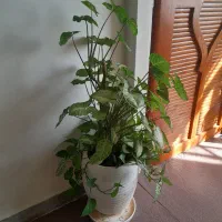گل و گیاه