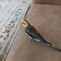 عروس هلندی گمشده