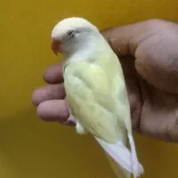 جوجه کوتوله دستی.قفس جوجه پرون.قفس تکخون