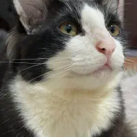 گربه نژاد ترکیبی dhs و گربه ی مو بلند